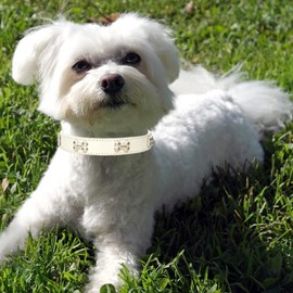 HALFSUMO Leather Dog Collar Dog Collar Combo Set Dog Collars Adjustable Puppy Collar for Small Medium Dogs Cats White M