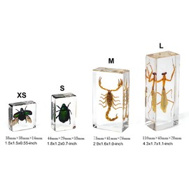 Small Size 15pcs Insect Specimens in Resin for Closer-Look & Study in Safe Healthy Manner, Novelty Fun & Educational for Preschool Classroom, Home Office Display Decor (15, Small 15pcs Insects)