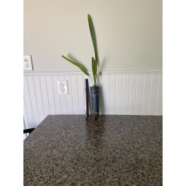 Unbranded Sabal Birmingham Palm (3 year old seedling)