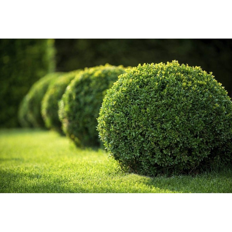 Japanese Boxwood - 30 Live Plants - 2" Pot Size