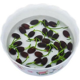 20 Mixed Color Potted Bowl Lotus Seeds - Ideal Indoor and Outdoor Aquatic Plants, Ready to Grow Strong Seeds at Any Time