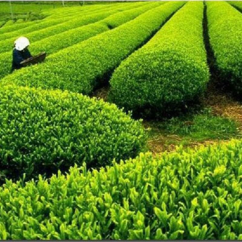 250g Biluochun Green Tea Chinese Gift Tea Specialty Tea Health
