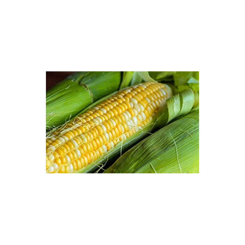 30 Peaches and Cream Hybrid Sweet Corn Seeds Heirloom Non
