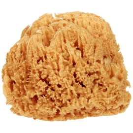 Croll and Denecke Natural Sponge Medium