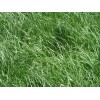 Kentucky 31 Tall Fescue Grass Seed "Raw" 10 Lbs