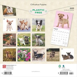 BrownTrout, Chihuahua Puppies 2025 Wall Calendar