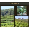 Luxtea Chinese Top10 Famous Tea – Wuyi Da Hong Pao