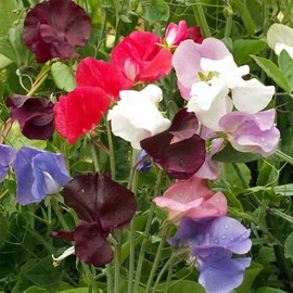 Outsidepride Annual Sweet Peas Plant Flower Seed Vine Mix - 500 Seeds