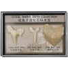 Namvo Set of 3pcs Natural Fossil Shark Tooth Specimen Natural