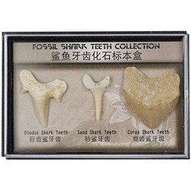 Namvo Set of 3pcs Natural Fossil Shark Tooth Specimen Natural Stones for Education Home Decor Teeth Fossiles Children Gift