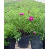 Rosa X Purple Pavement (Rose) Rose, purple flowers, #3 -