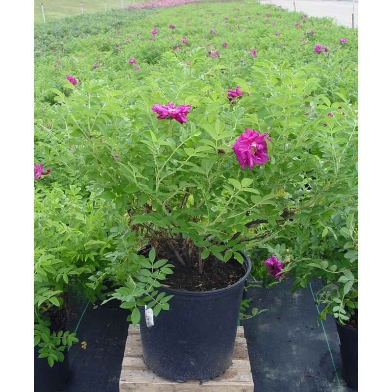 Rosa X Purple Pavement (Rose) Rose, purple flowers, #3 -