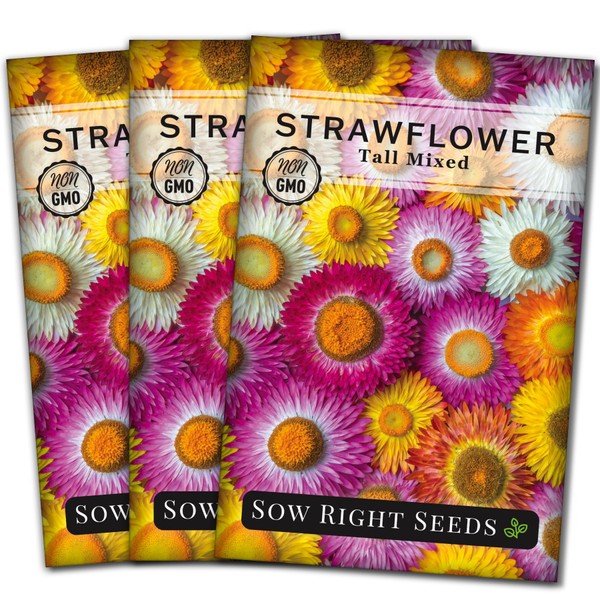 Sow Right Seeds - Tall Mixed Strawflower Seeds - Non-GMO