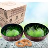 Cocovibes Coconut Bowl Buddha Bowl Lacquered Hand-Made and Environmentally Friendly