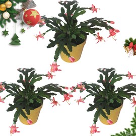 alyptus Artificial Christmas Cactus Plant Set of 3 Red Poinsettia Flowers Beautiful Holiday Cactus Artificial Christmas Decorations with Pots (Red)