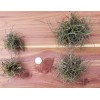 Mother Nature 25 Bulk Ball Clusters Of Tillandsia Recurvata, Air