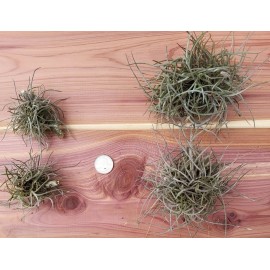 Mother Nature 25 Bulk Ball Clusters Of Tillandsia Recurvata, Air Plant, Texas Moss Crafts Gift