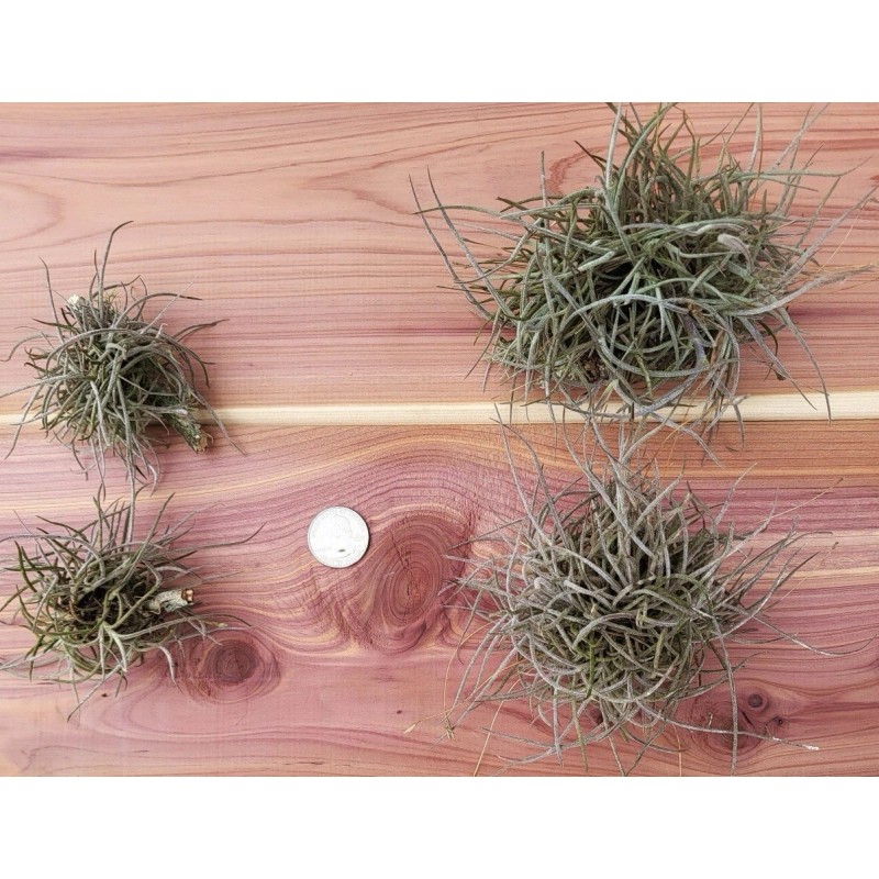 Mother Nature 25 Bulk Ball Clusters Of Tillandsia Recurvata, Air