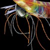 YO-ZURI Shrimp Q 3.0 No. 6: Deep Green Squid Fishing,