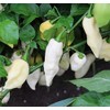 White Ghost Pepper Bhut Jolokia Heirloom Premium Seed Packet +