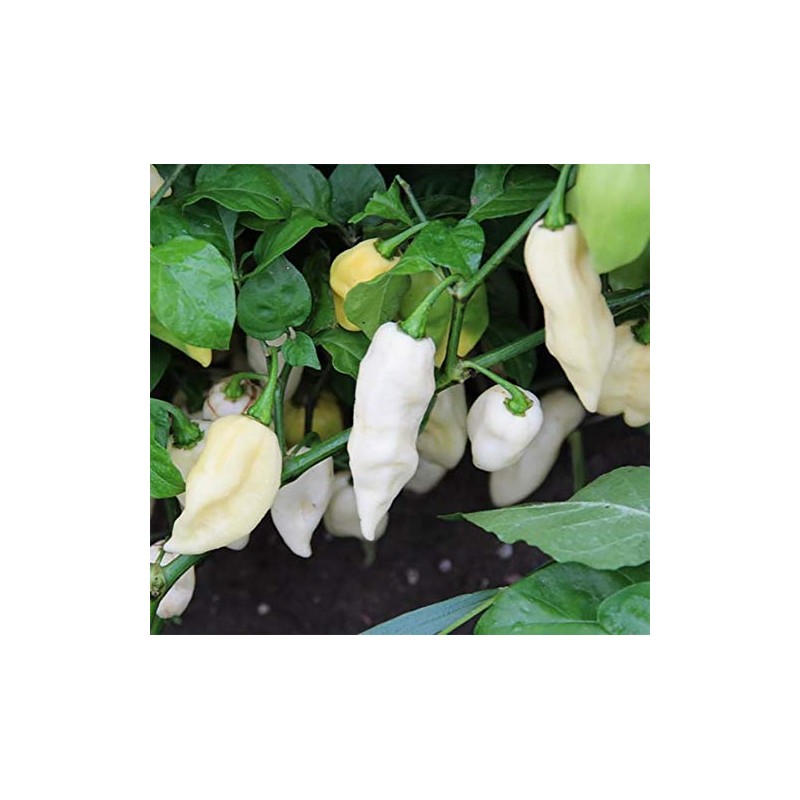 White Ghost Pepper Bhut Jolokia Heirloom Premium Seed Packet +