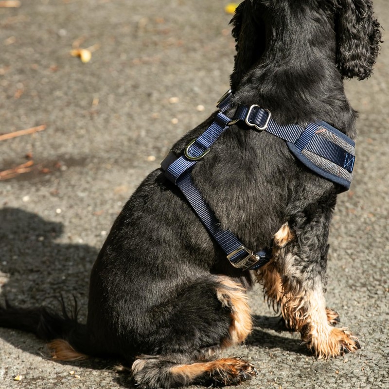 HUGO & HUDSON x HACKETT Tweed Dog Harness Adjustable No