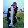 Major Fish Zander Wobbler Airbrush Hot Colours Zetti 10 cm