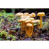 Funnel Chanterelle Yellow FT Mushroom Spores in Sawdust Bag Garden