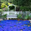 20000+ Magic Blue Creeping Thyme Seeds for Planting Ground Cover