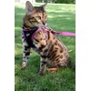 Bobby Safe Cat Harness with Lead, Harness for Extra Small