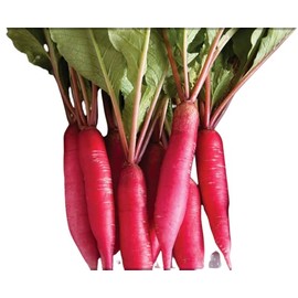 Todd's Seeds Pink Summercicle Radish Heirloom Seed - 10g Packet