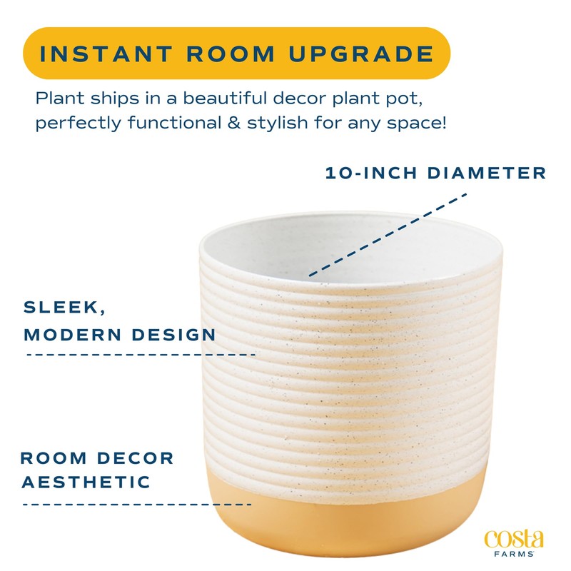 Costa Farms ZZ Live Indoor Tabletop Plant in 6-Inch Grower