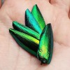 Jewel Beetle Elytra Green Wings Sternocera Aequ Natural Taxidermy Fashion