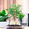 200PCS/BAG Green Succulents for DIY Bonsai and Potted Flowers -