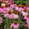 Nuts n' Cones Echinacea - Echinacea angustifolia - 160 Seeds