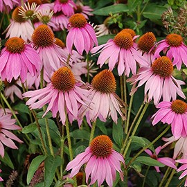 Nuts n' Cones Echinacea - Echinacea angustifolia - 160 Seeds