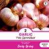Garlic Set - Reliable Harvest - for Your Kitchen Garden