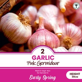 Garlic Set - Reliable Harvest - for Your Kitchen Garden (2 x Garlic Pink Germidour)
