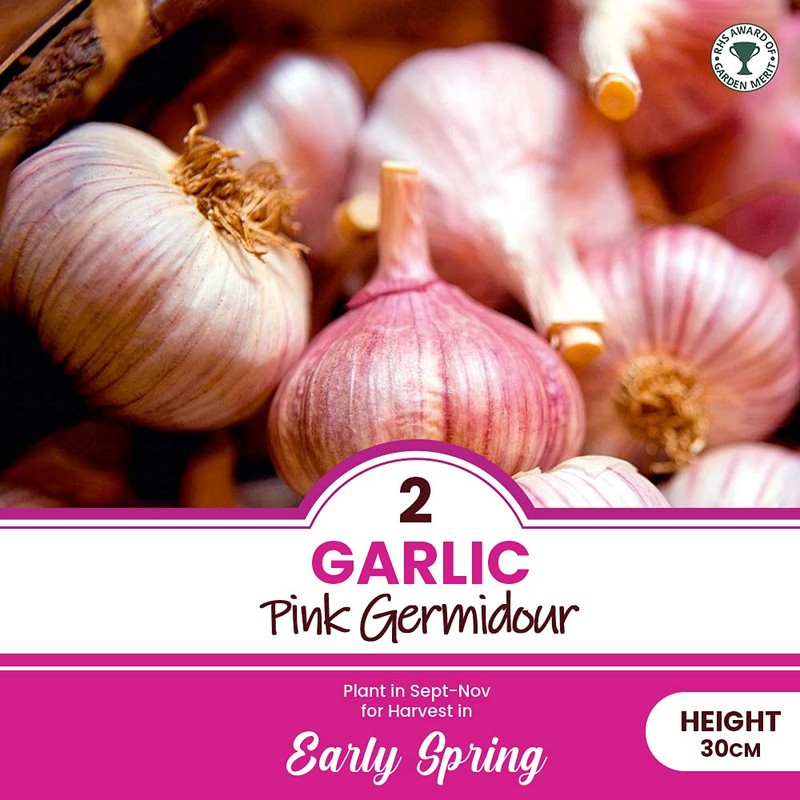 Garlic Set - Reliable Harvest - for Your Kitchen Garden