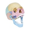 awagas New Human Anatomy Skull Model, 17 Part Puzzle of