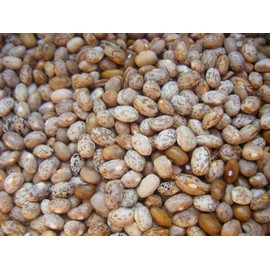 Brown Greasy Pole Bean Over 300 Kentucky Cornfield Brown Greasy Beans Heirloom Seeds 300+ Mailed Quick