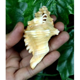 ASHIRWAD Original Ganesh Shankh, Conch Shell for Puja Ritual, Ganesha mukhi varti Ganpati Bhakti Aarti Shankha (3.5 inches in Pouch)