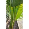 Simply Products 100m Green Garden Twist Tie Support Wire with