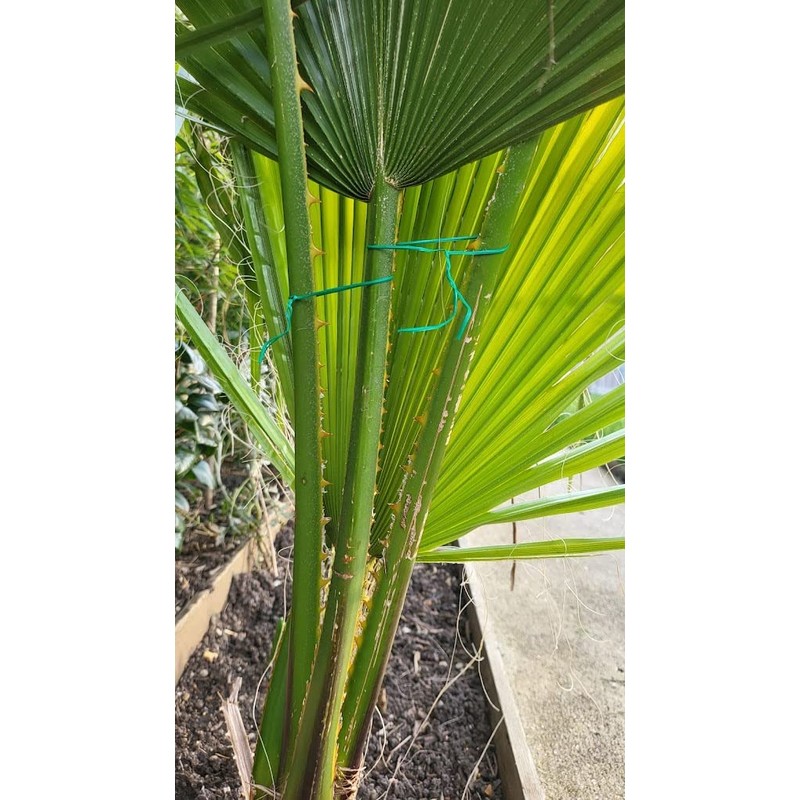 Simply Products 100m Green Garden Twist Tie Support Wire with