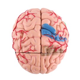 Uxsiya Disassembled Human Brain Model, Colorful Painting Plastic Highly Simulated Easy To Carry Anatomical Brain Model Human Brain with White Base for Medical Training