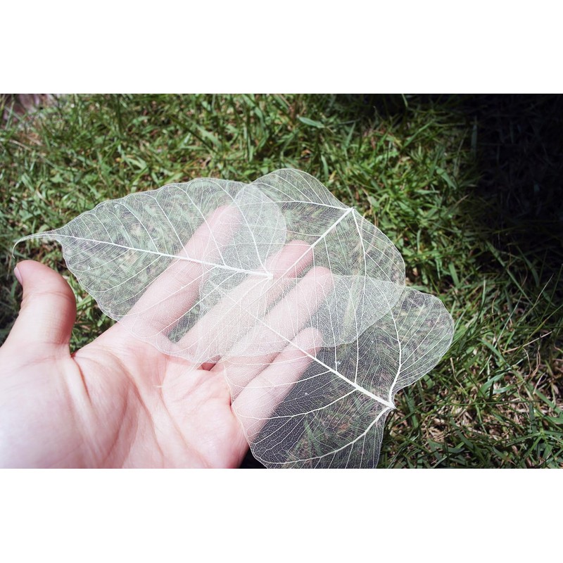 100 Pcs Bodhi Leaf Translucent Leaves Pho Bodhi Tree Veined