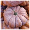 Everwilde Farms - 1 Oz Musquee de Provence Pumpkin Seeds