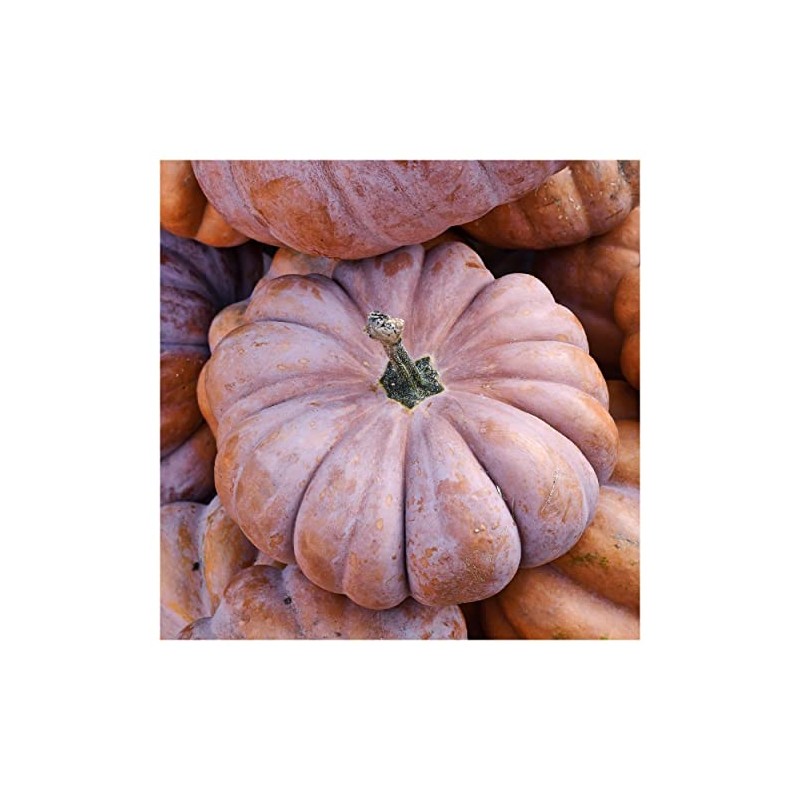 Everwilde Farms - 1 Oz Musquee de Provence Pumpkin Seeds