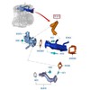 Ford Genuine Transit MK7 2.2 Duratorq TDCi EGR Cooler Hose