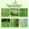 Outsidepride Climax Timothy Pasture Grass Seed - 25 Lbs. Perennial,